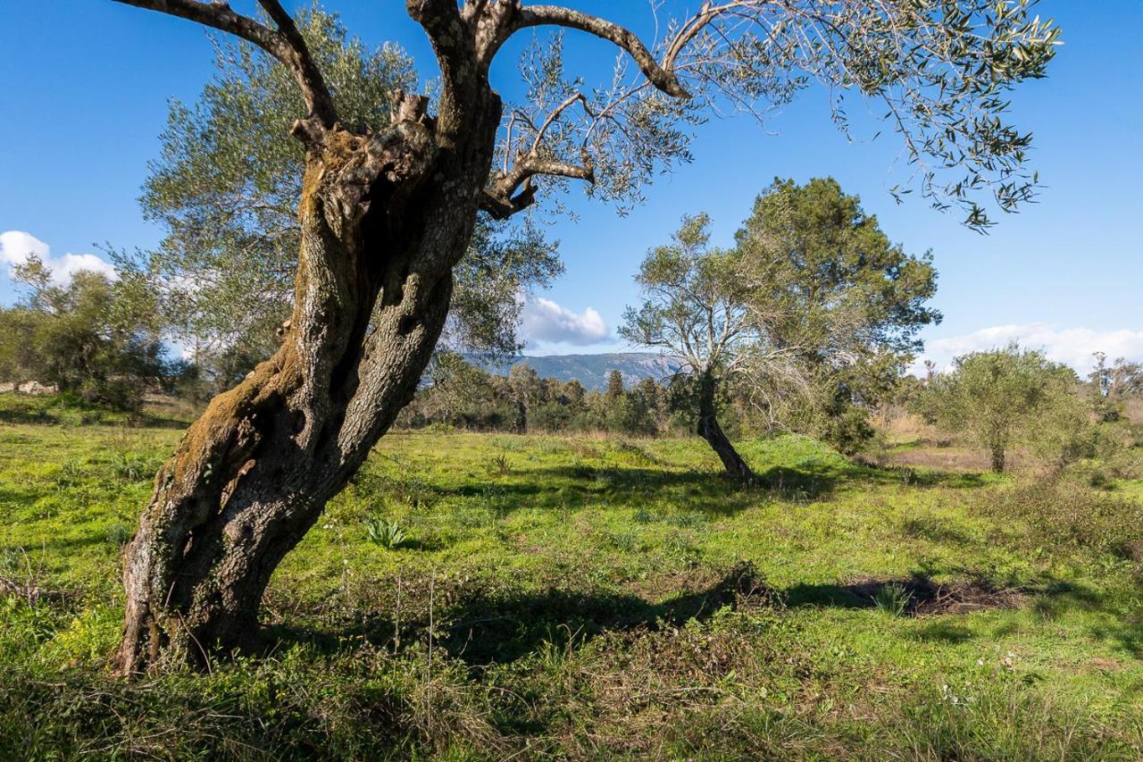 Merlyn Rooms Into The Nature, 100M From The Beach Dafnila Dış mekan fotoğraf